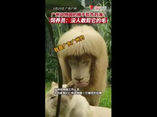 Внимание сначала посетителей, а затем и китайских соцсетей привлек лев из зоопарка Гуанчжоу.