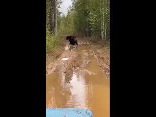 В Якутии тракторист внезапно стал свидетелем эпичной драки двух медведей.