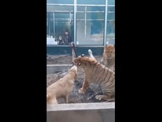 Бесстрашный лабрадор таскает тигра за щеку