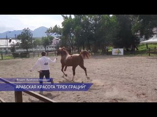 Фестиваль арабской лошади в Нижегородской губернии.