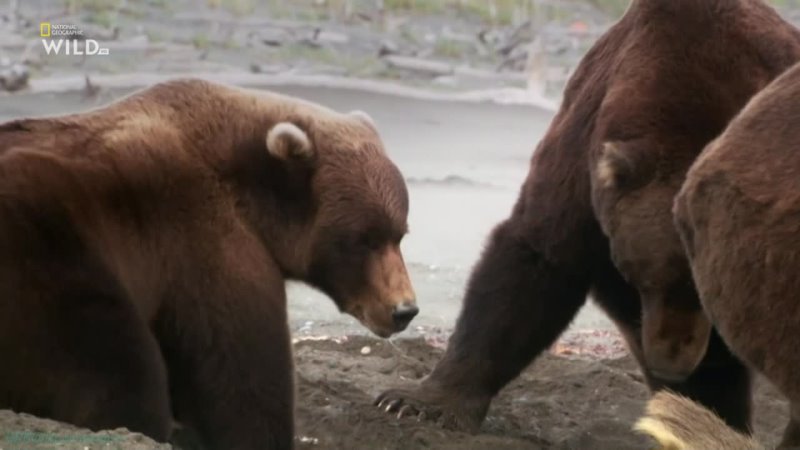 «Фауна Аляски: От мала до велика» (Познавательный, природа, животные, 2022)