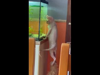 Рыбак лысый кот. Смешное видео