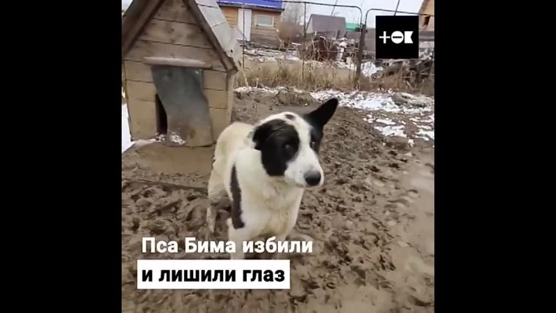 Помогает бездомным собакам