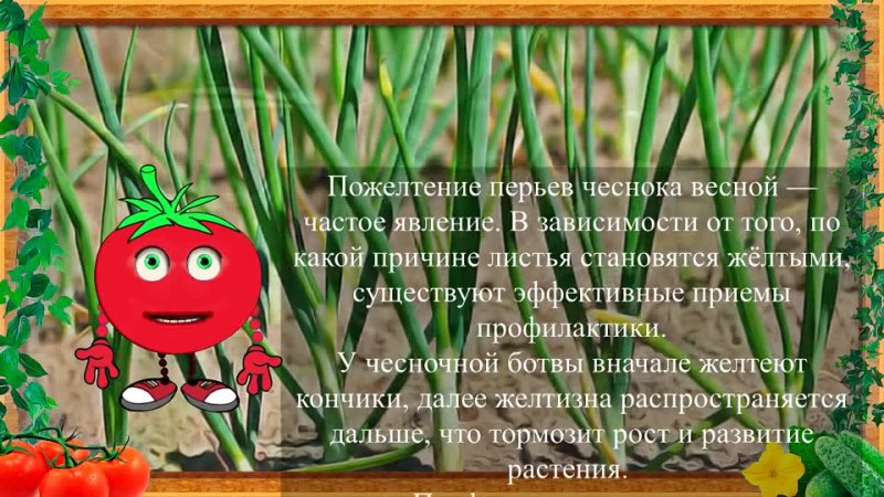 ПОСЛЕ ЭТОГО ЧЕСНОК БОЛЬШЕ НЕ