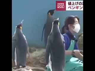 Пингвины  устроили настоящий бунт и голодовку