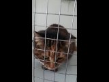 Видео от "МурОтель" | Передержка кошек  г.Торжок