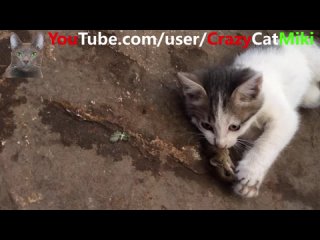 Funny Cats and Cute Kittens Playing   K7