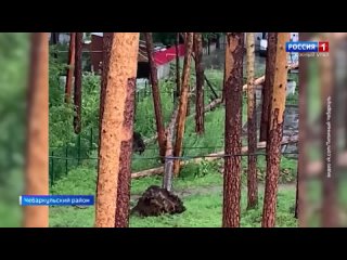 В Челябинской области упавшее из-за шторма дерево смяло машину