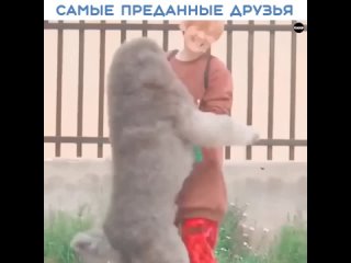 Наши преданные друзья