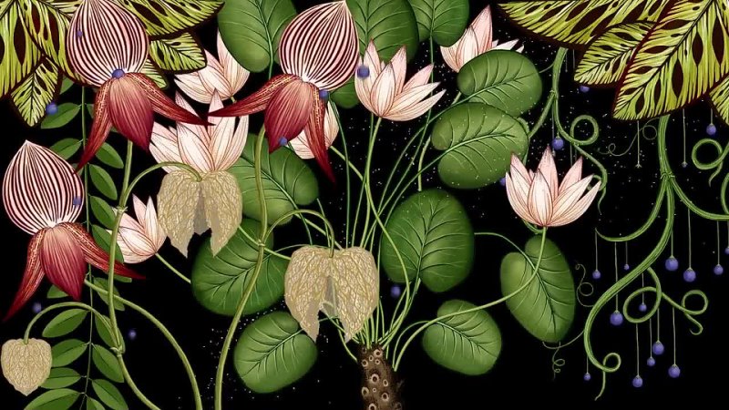 Animated Botanical Wallpaper by James Paulley & Katie Scott