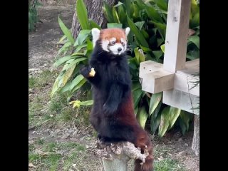 Красная панда обедает.