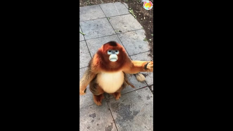 Cute golden snub-nosed monkey eating 