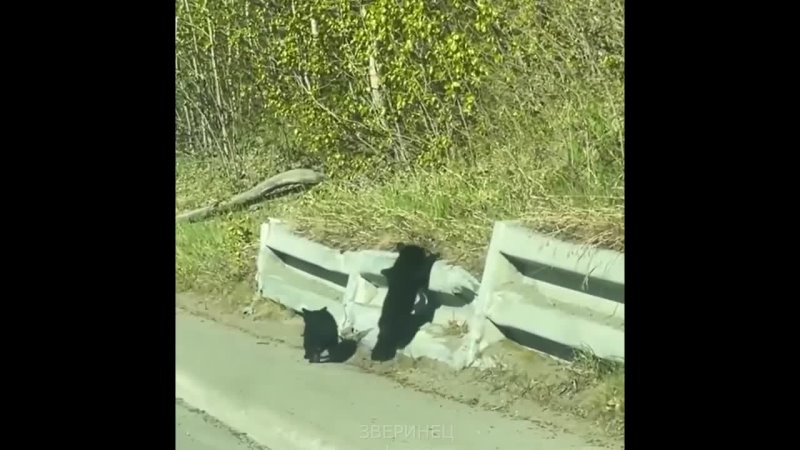 Медвежата с мамой переходят