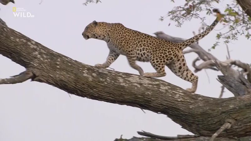 Nat Geo Wild: Дневник юного леопарда / Diary of A Teen Leopard (2020) HDTVRip 720p | P1