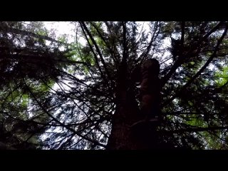 ЛЮТАЯ НОЧЁВКА В ЛЕСУ | ВЫЖИВАНИЕ НА ДЕРЕВЕ | SOLO OVERNIGHTER AT BIG TREE