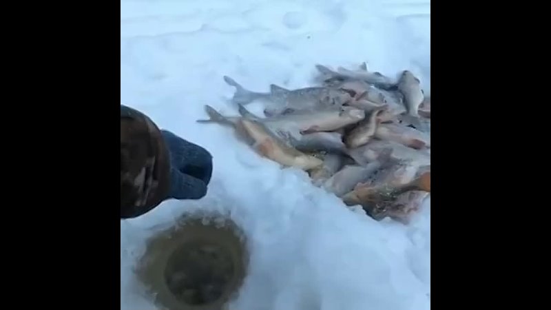 Видео от Рыбак