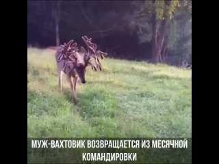 Муж-вахтовик возвращается из месячной командировки