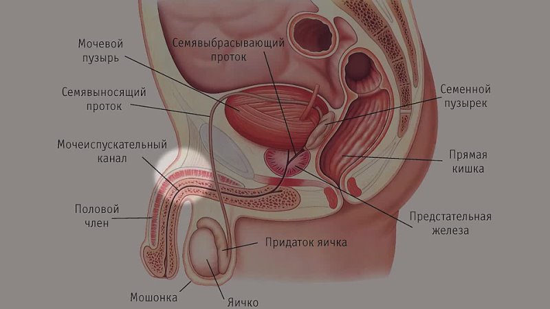 УПРАЖНЕНИЯ КЕГЕЛЯ ИЛИ ТРЕНИРОВКА ИНТИМНЫХ МЫШЦ ДЛЯ