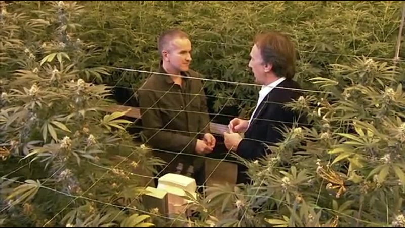 BBC Horizon: Конопля. Опасное зелье , BBC Horizon: Cannabis. The Evil Weed (2009 г.