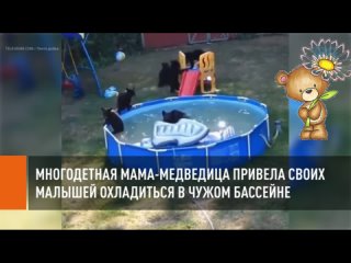 Многодетная мама-медведица привела своих малышей охладиться в чужом бассейне.