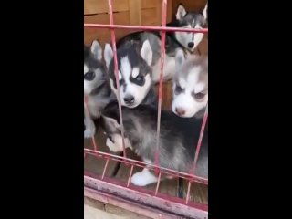 собачки
