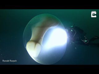 Вот как выглядит гигантское яйцо настоящего кальмара