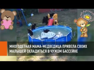 Многодетная мама-медведица привела своих малышей охладиться в чужом бассейне..