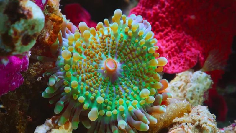 Трейлер к фильму Чудеса кораллового рифа 2021