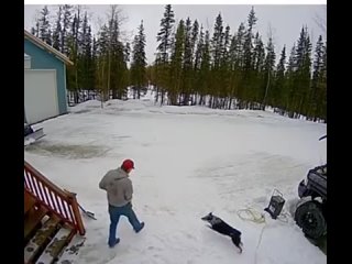 Moose came and took over the property, including the dogs.