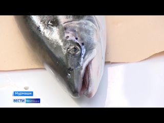Видео от Рыбалка в Мурманске и обл.(фото и видео) LIVE, Исследования красной рыбы в реках