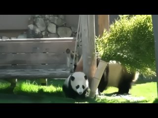 Мама-панда не оставляет в покое свое малыша, потом что он ей уже надоел