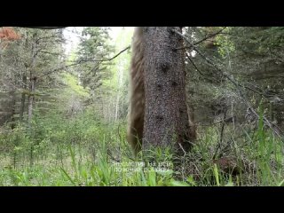 Нашид - Тоска