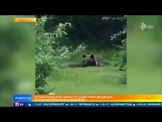 Купающегося в пруду медведя сняли на видео в Ленобласти