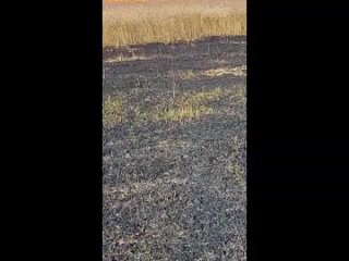 Пронские пожарные спасли от огня фермерское поле