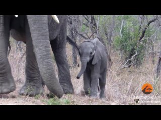 Слониха защищает слоненка от туристов
