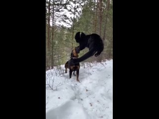 Пантера и Ротвейлер в детской дружбе !