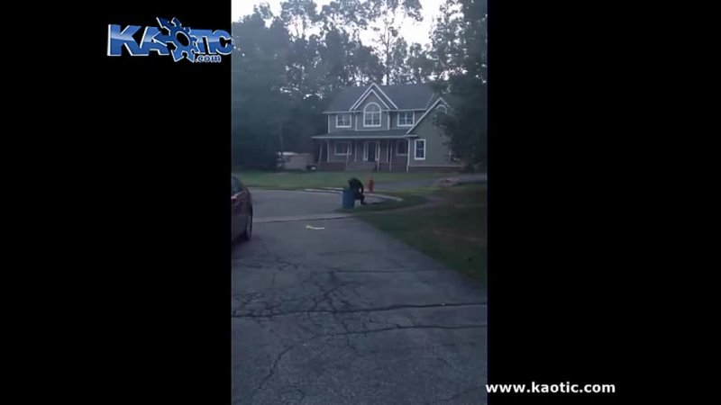 Bear Filmed Walking Around Upright In The Neghborhood