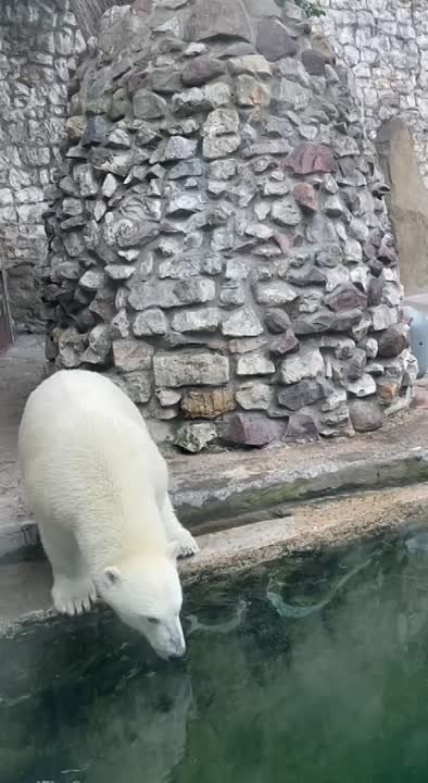  Эх, сейчас бы как медведица из Московского зоопарка — раз и в воду!