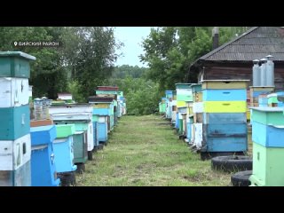 Тысячи пчелосемей погибли в Алтайском крае