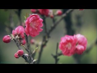 BBC «80 Лучших садов мира (02). Китай и Япония» (Познавательный, природа, 2008)