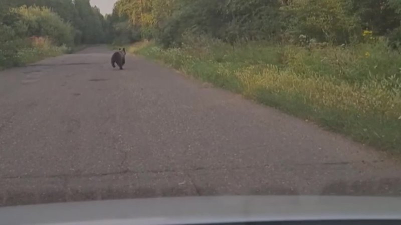 Скорость бега медведя в км ч. Голожопик бежит по дороге. Я пробегаю по дороге. А ночью мишки бегут вприпрыжку. Бег через дорогу опасен.