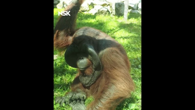 В Новосибирском зоопарке отмечают день рождения орангутана Бату 
 
Ему исполнилось 23 года. В дикой... Новосибирск
