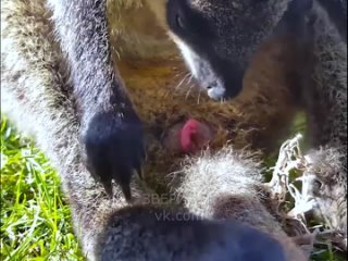 Редкие кадры рождения кенгуру 🦘