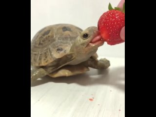 Черепаха кушает клубнику