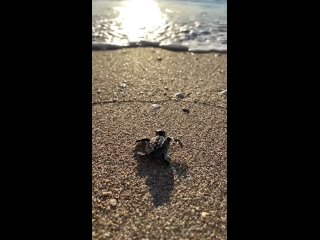 Эта маленькая черепашка собирается в открытое море, чтобы там расти и развиваться. Такой малыш и впереди у него целая жизнь