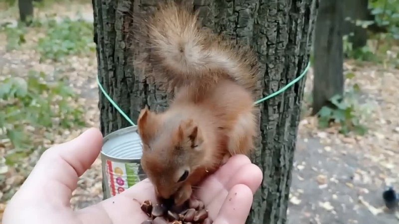 Бельчонок с ушками оказался совсем ручным   The baby squirrel turned out to be quite 