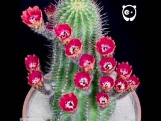 Hypnotic cactus flowers blooming.