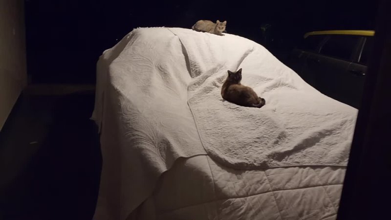 Invento na Hora - OS GATOS ESTÃO DORMINDO EM CIMA DA PORSCHE 😡