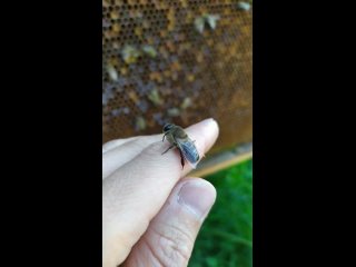 Самый ленивый член пчелиного улья  трутень, в его задачи входит