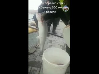 На Чёрном море ловят форель